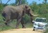 Chevrolet Aveo versus woeste olifant